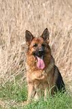 BERGER ALLEMAND 1398
